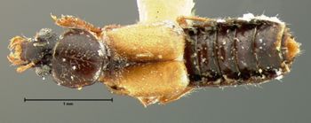 Media type: image;   Entomology 6538 Aspect: habitus dorsal view